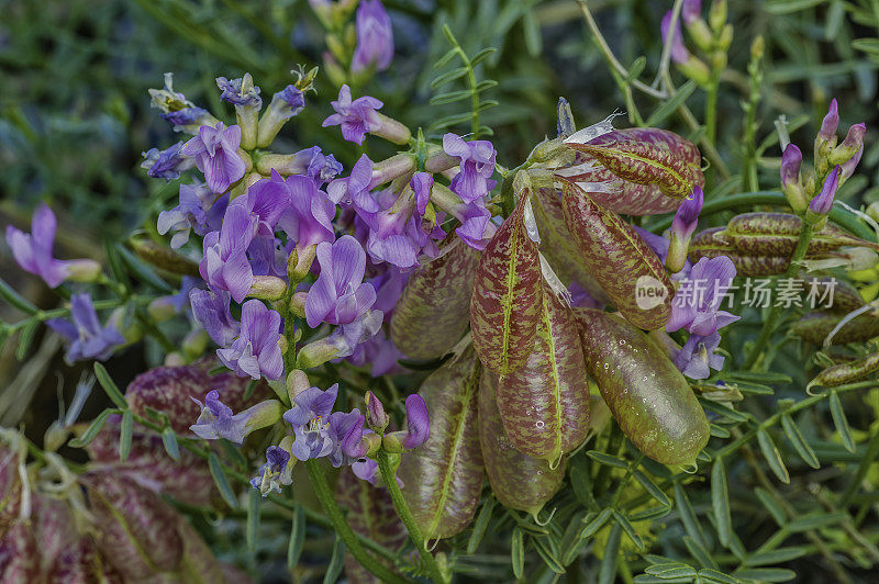 白Atragalus whitneyi是一种豆科植物，被称为气球豆荚黄芪或气球黄芪。蝶形花科。